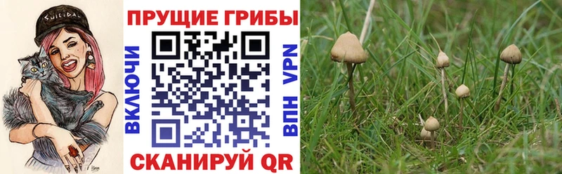 купить наркотик  Светогорск  Галлюциногенные грибы Magic Shrooms 